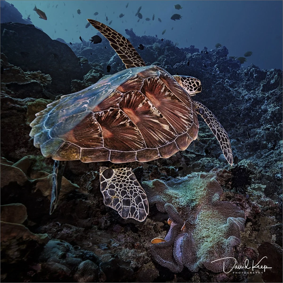 Green Turtle