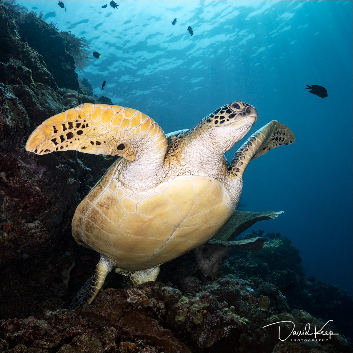 Green Turtle