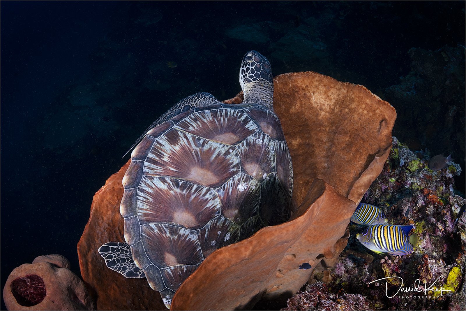 Green Turtle sheltering from current in soft coral.