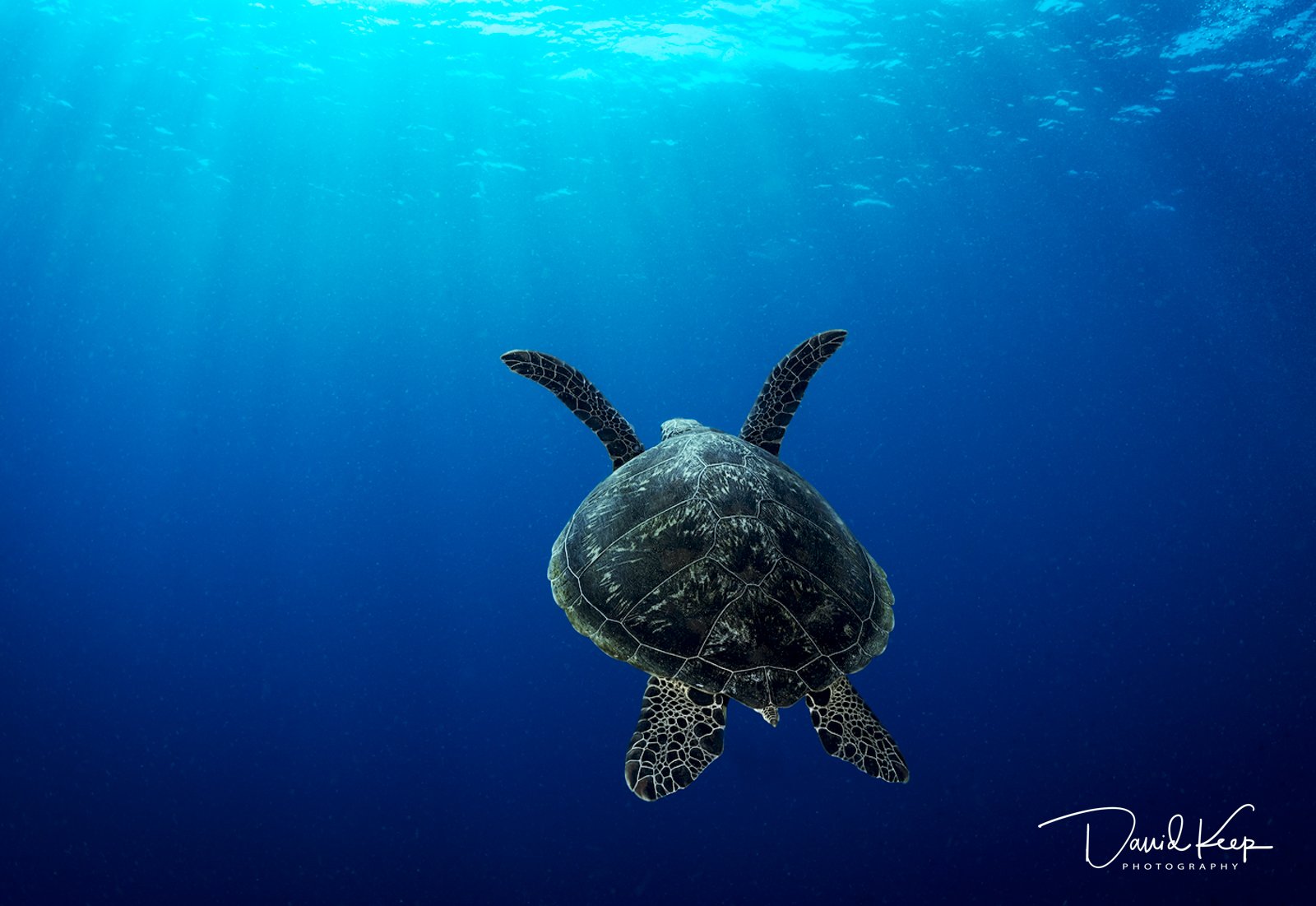 Green Turtle surfacing for breath.