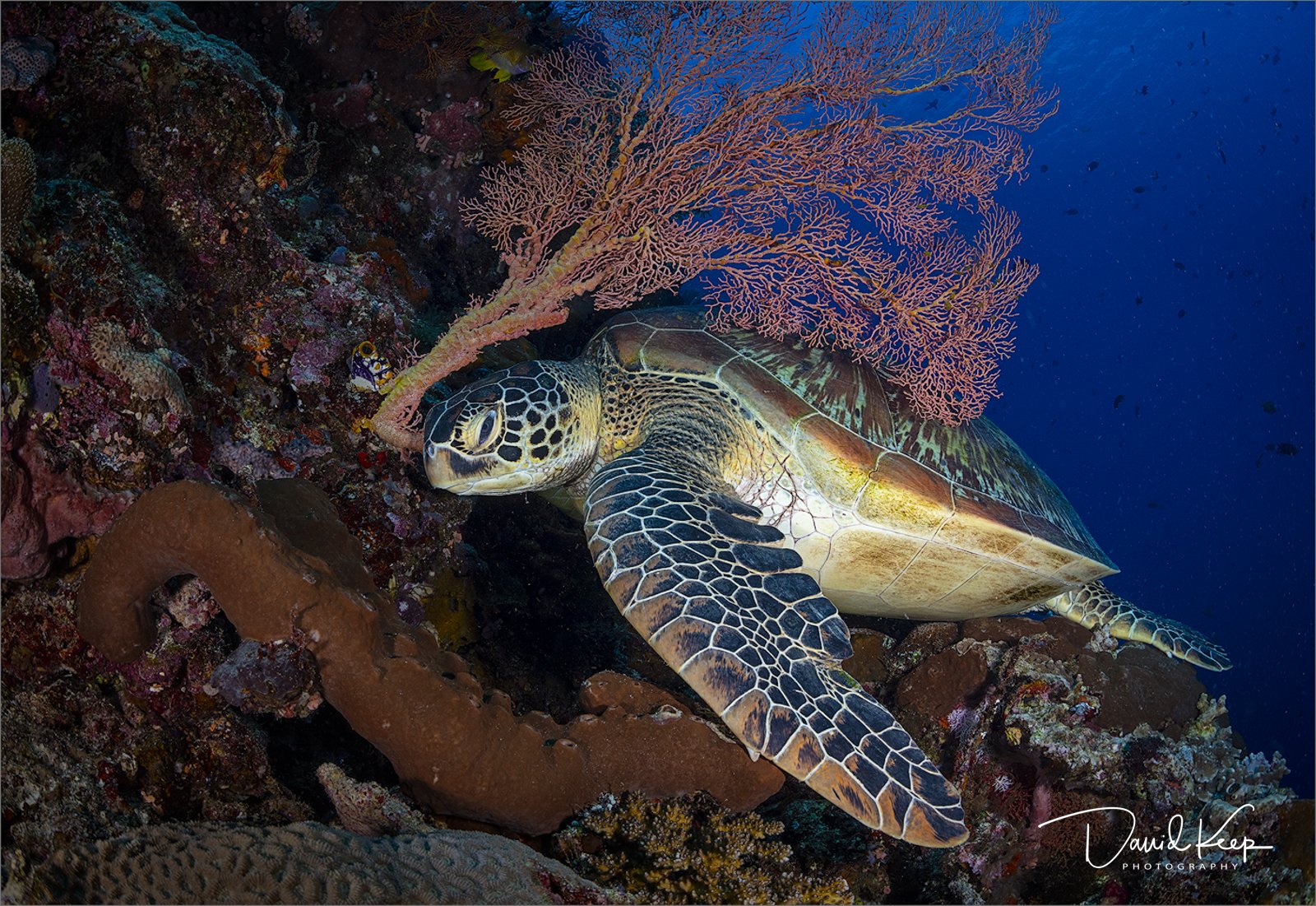 Green Turtle resting below Gorgonian Sea Fan