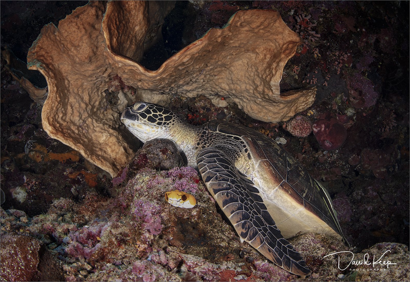 Green Turtle sheltering from current behind soft coral.