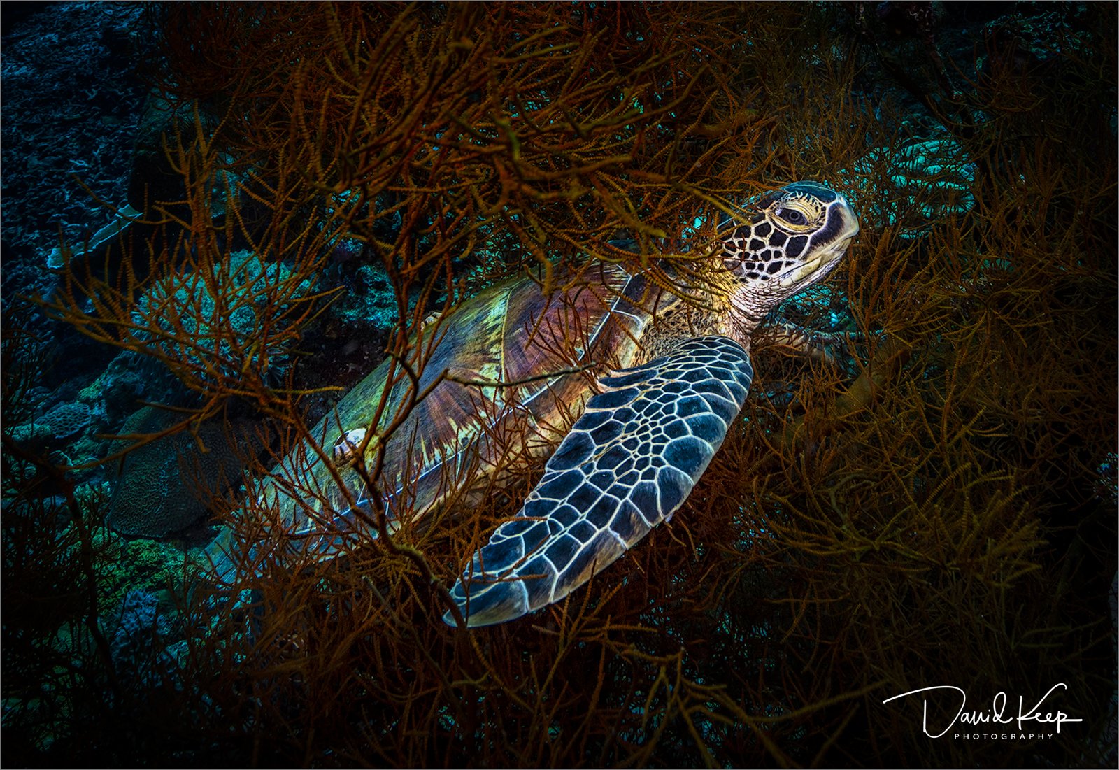Resting Green Turtle.