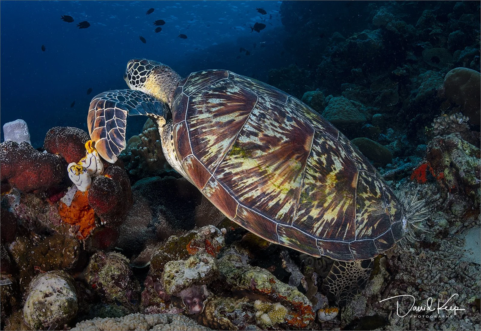 Green Turtle