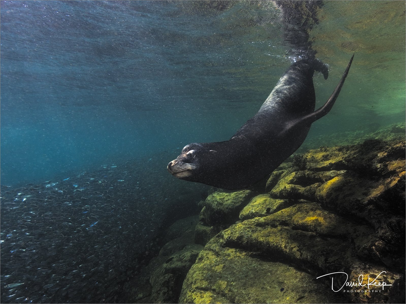 Bull Sea Lion