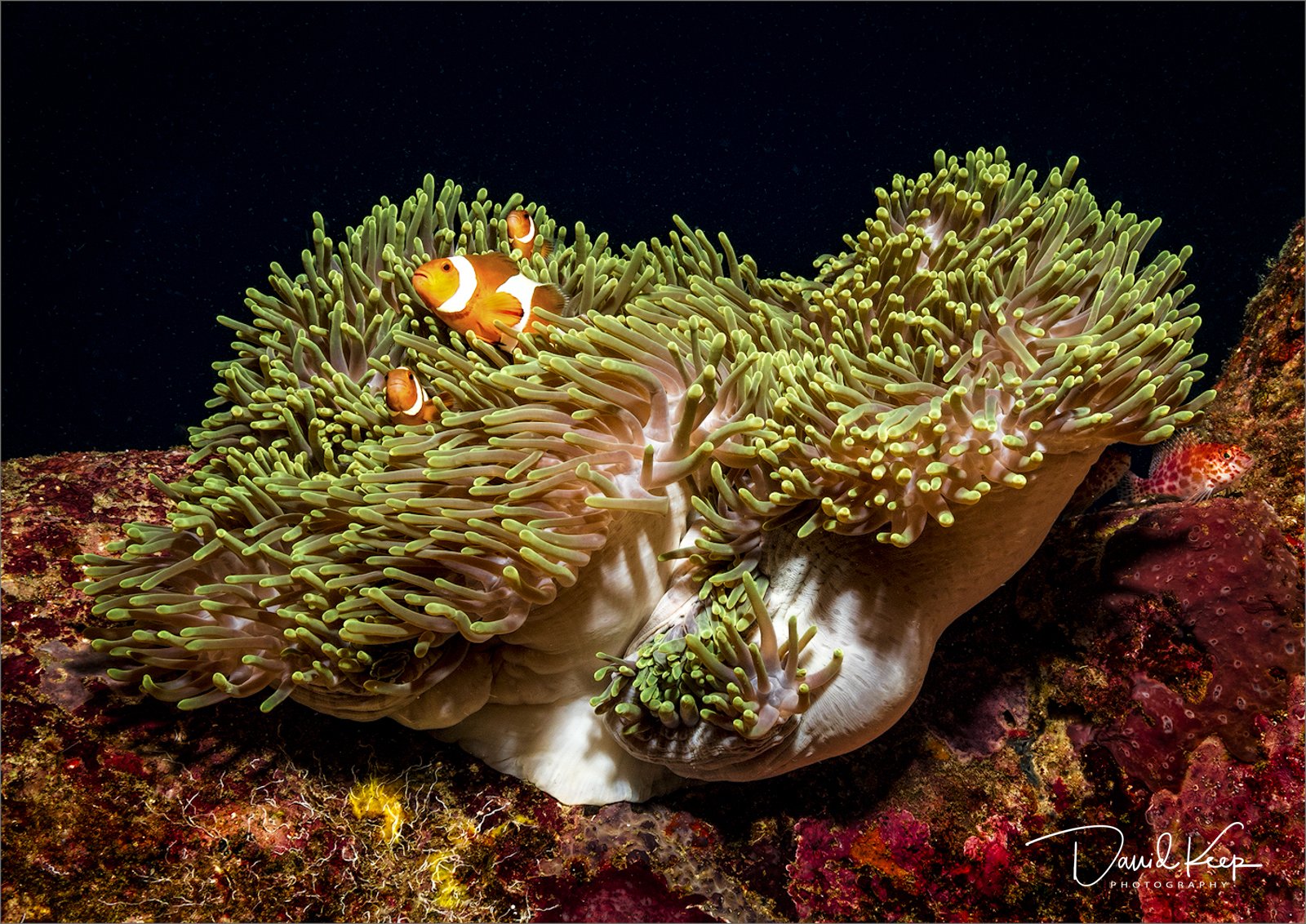 Clark's Anemonefish