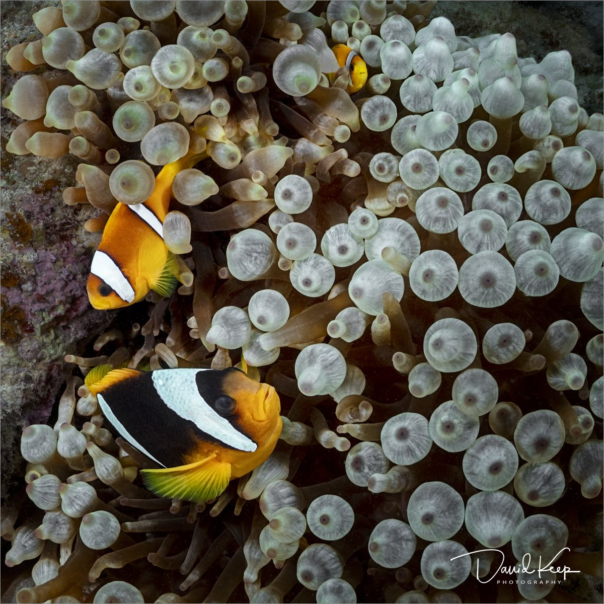 Clark's Anemonefish