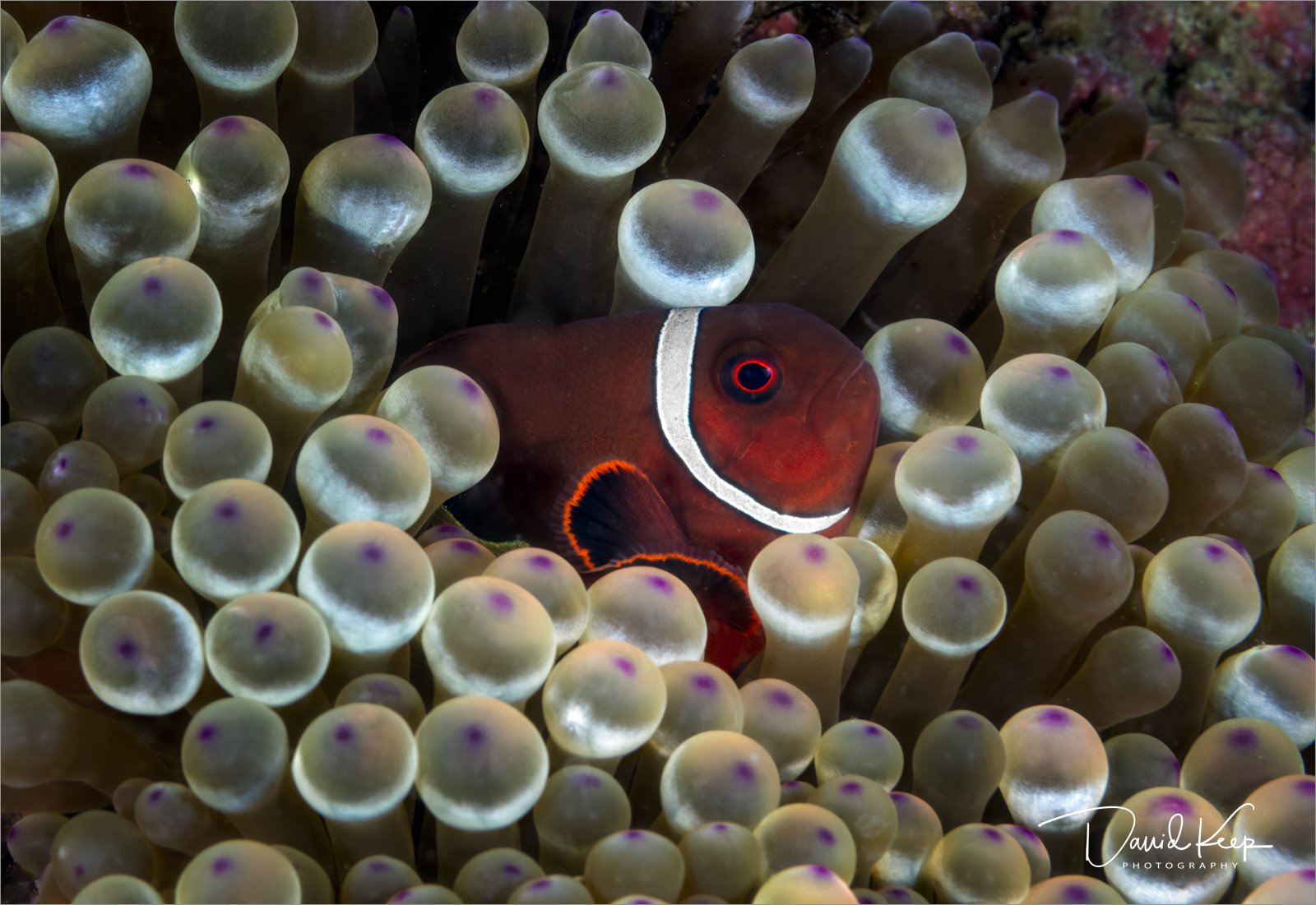 Common Clownfish