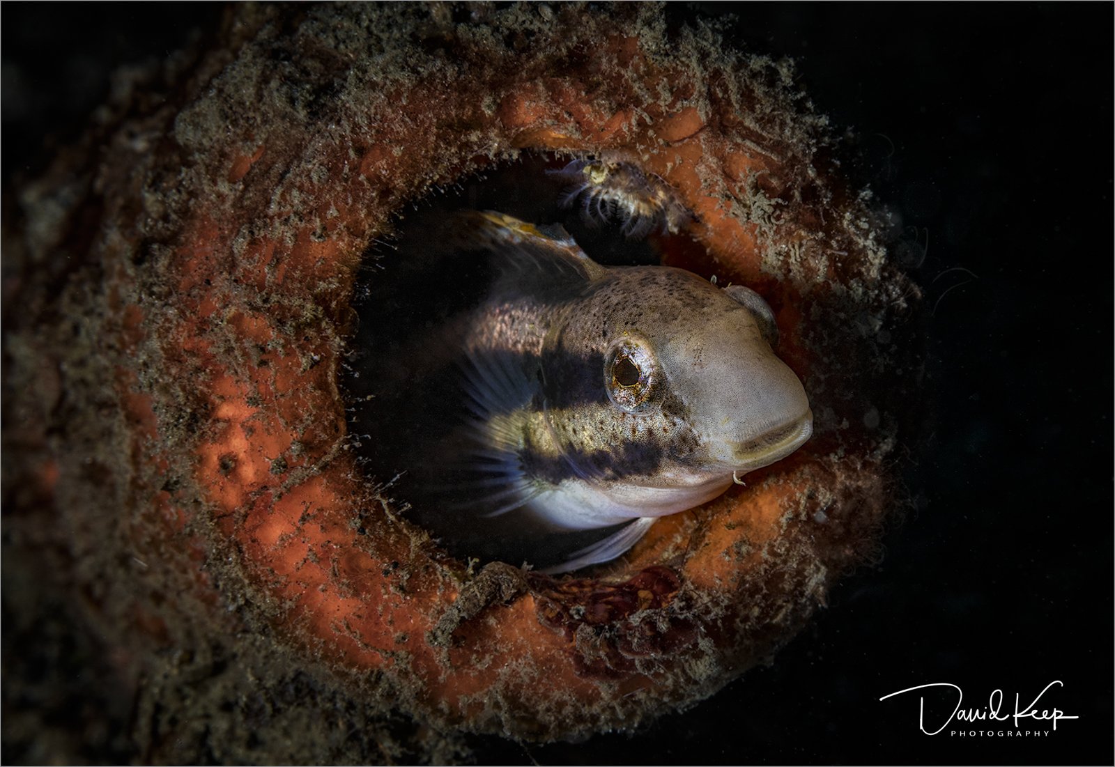 Striped Fangblenny