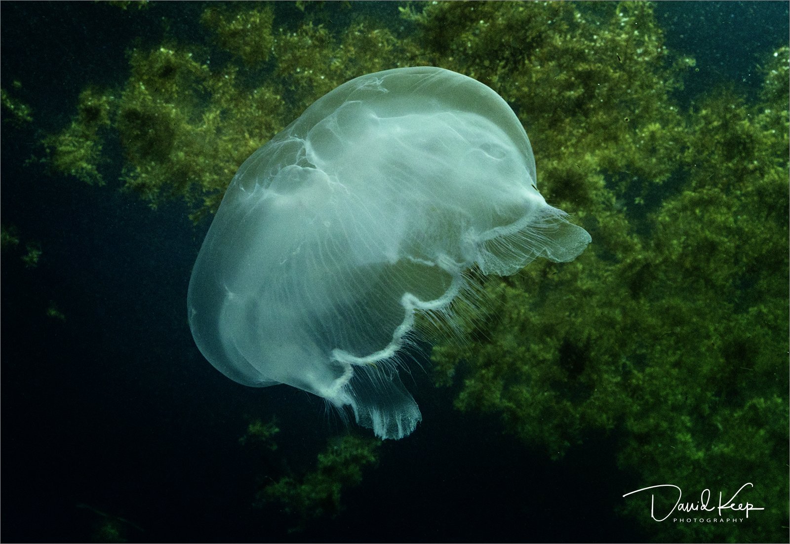 Moon Jellyfish