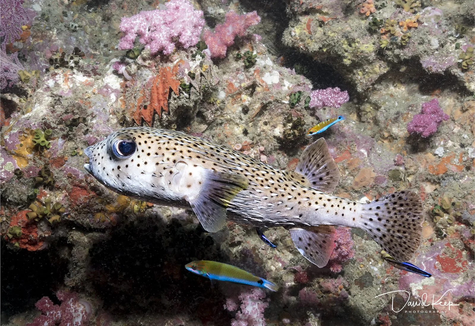 Spotted Porcupinefish
