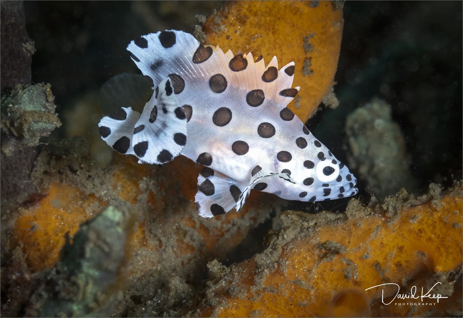 Juvenile Barramundi Cod