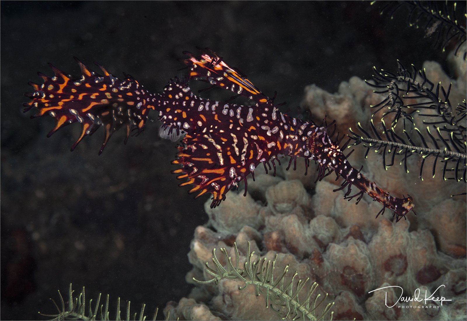 Ornate Ghost Pipefish 