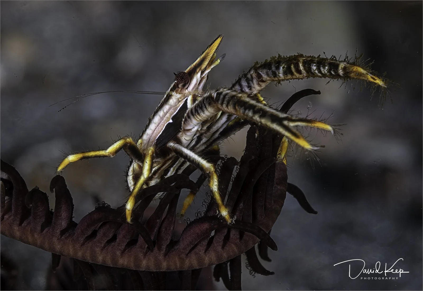 Crinoid Squat Lobster