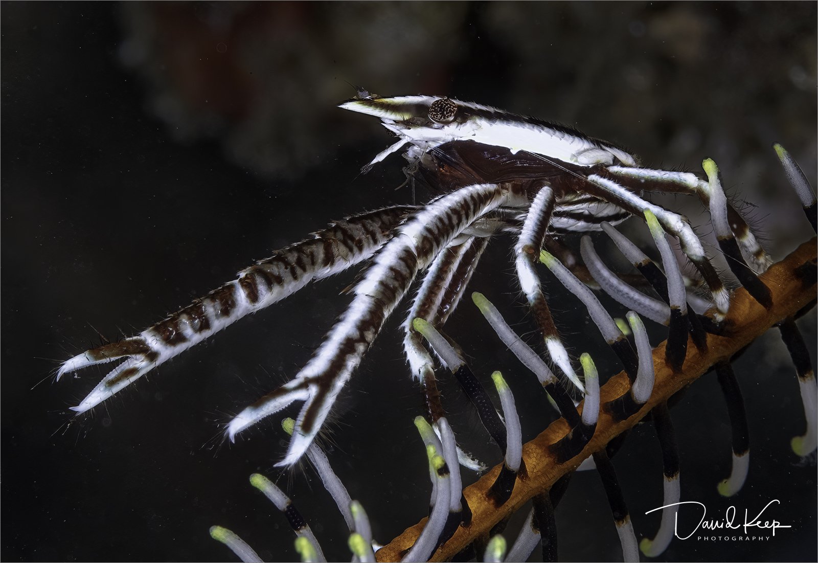 Crinoid Squat Lobster