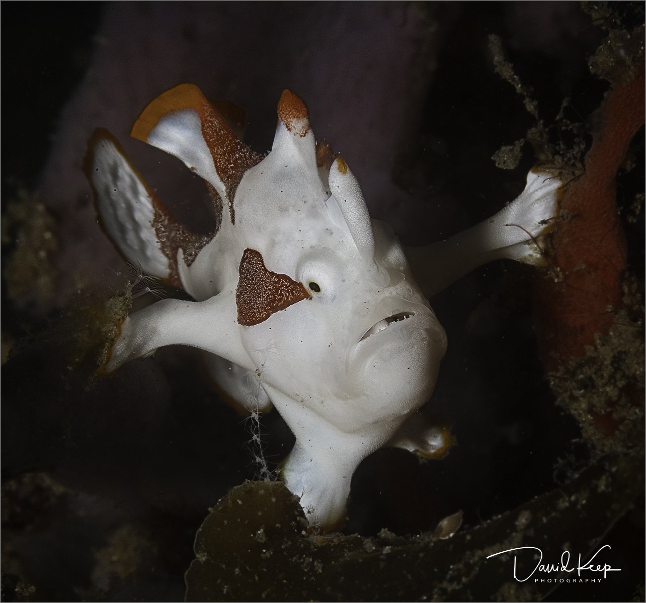 Juvenile Warty (Clown) Frogfish