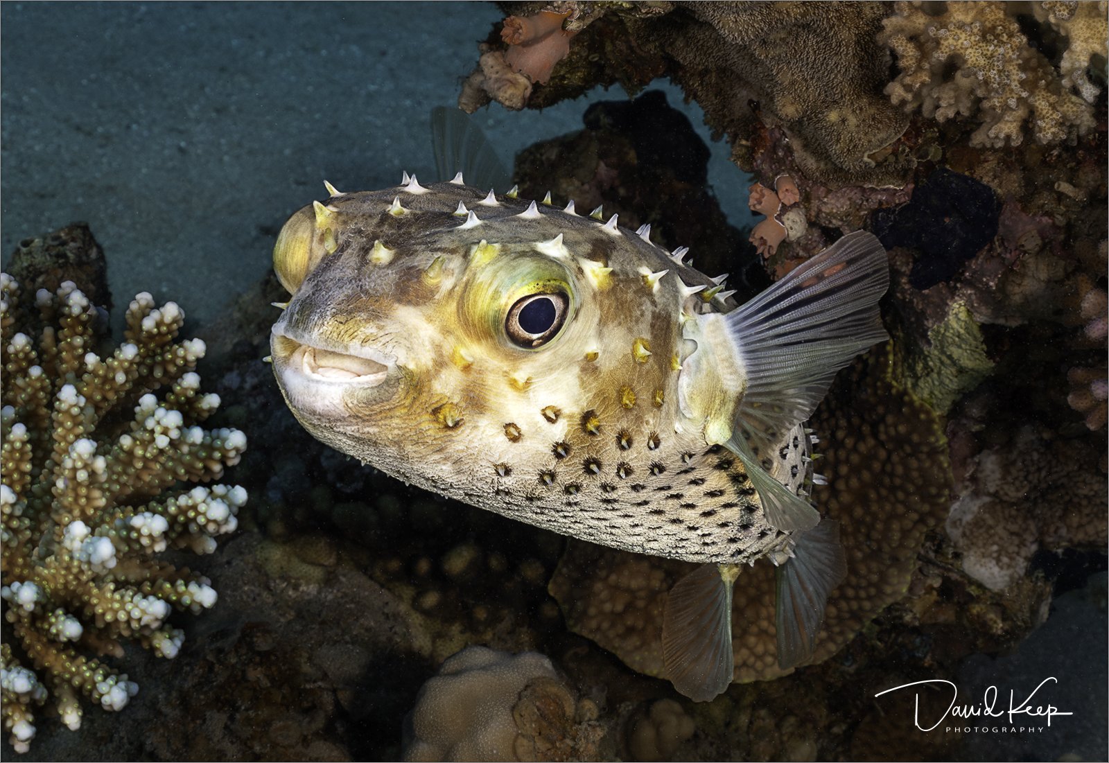 Porcupine pufferfish