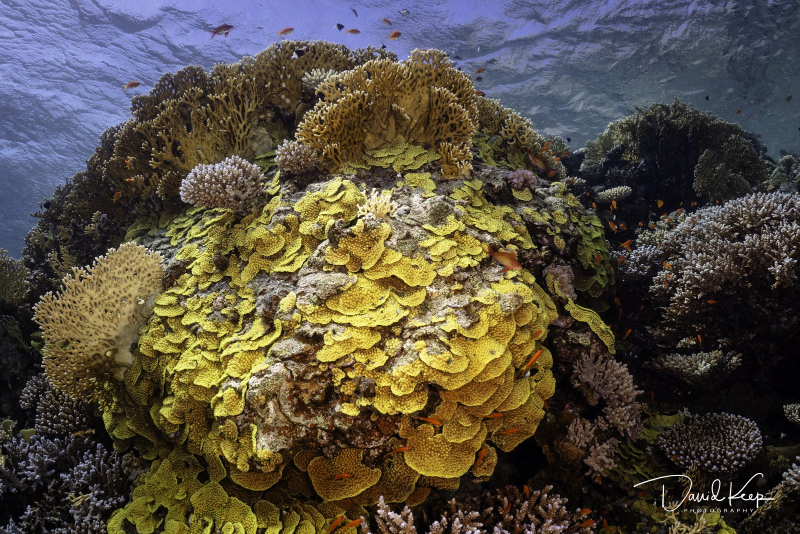 Yellow Scroll Coral with Fire Coral in the background