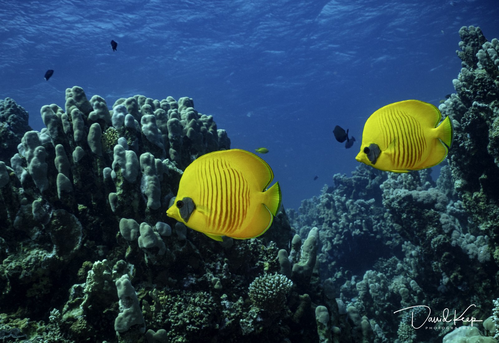 Masked Butterflyfish swimming between Hard Corals