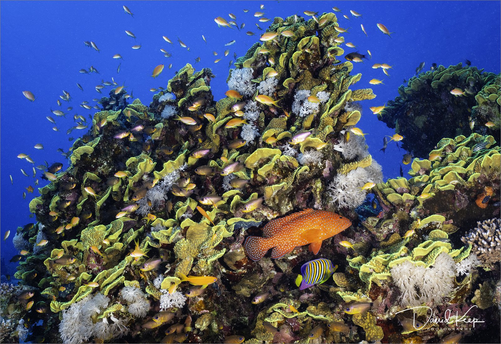 Reef Grouper on Yellow Scroll Coral outcrop