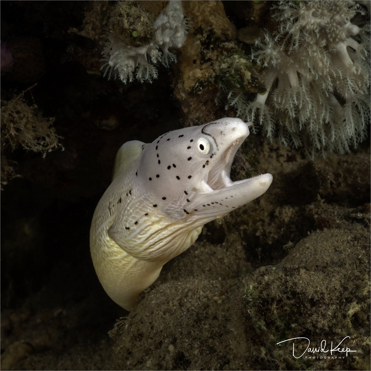 Geometric Moray Eel