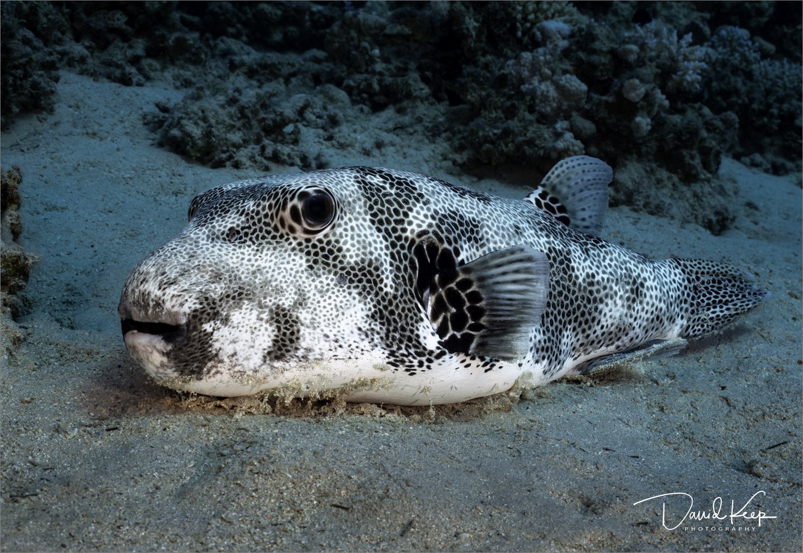 Giant Pufferfish