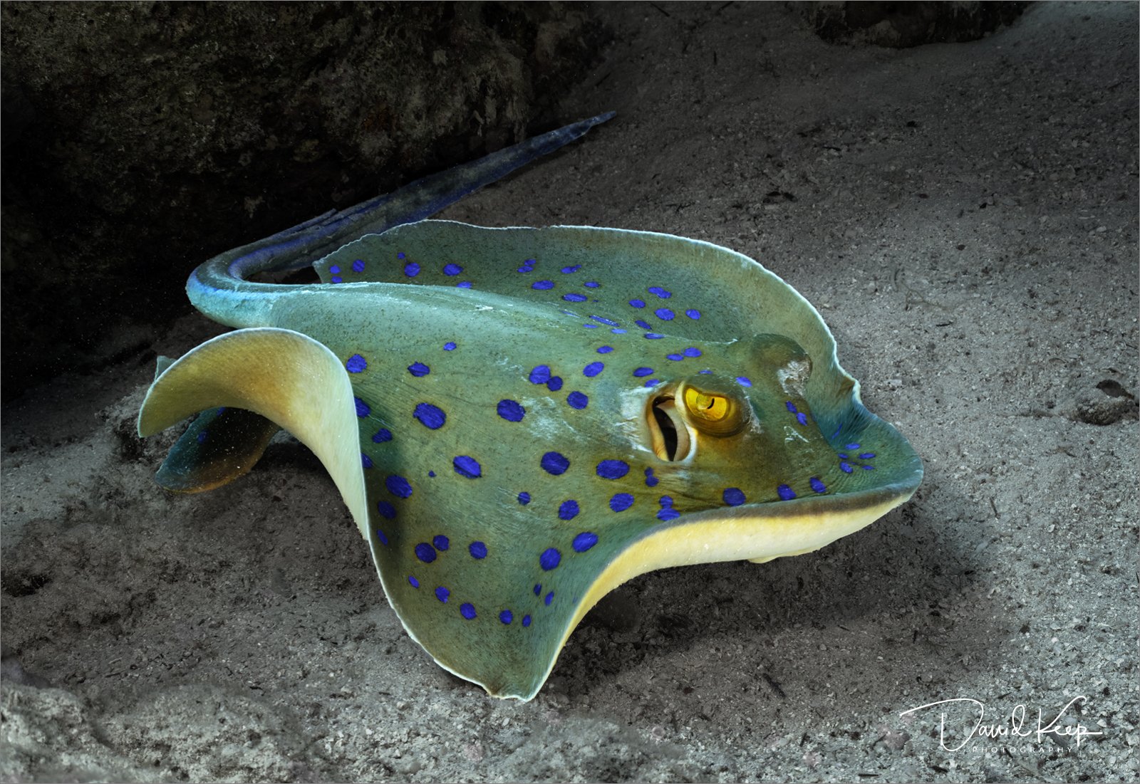 Blue Spotted Ribbontail Ray