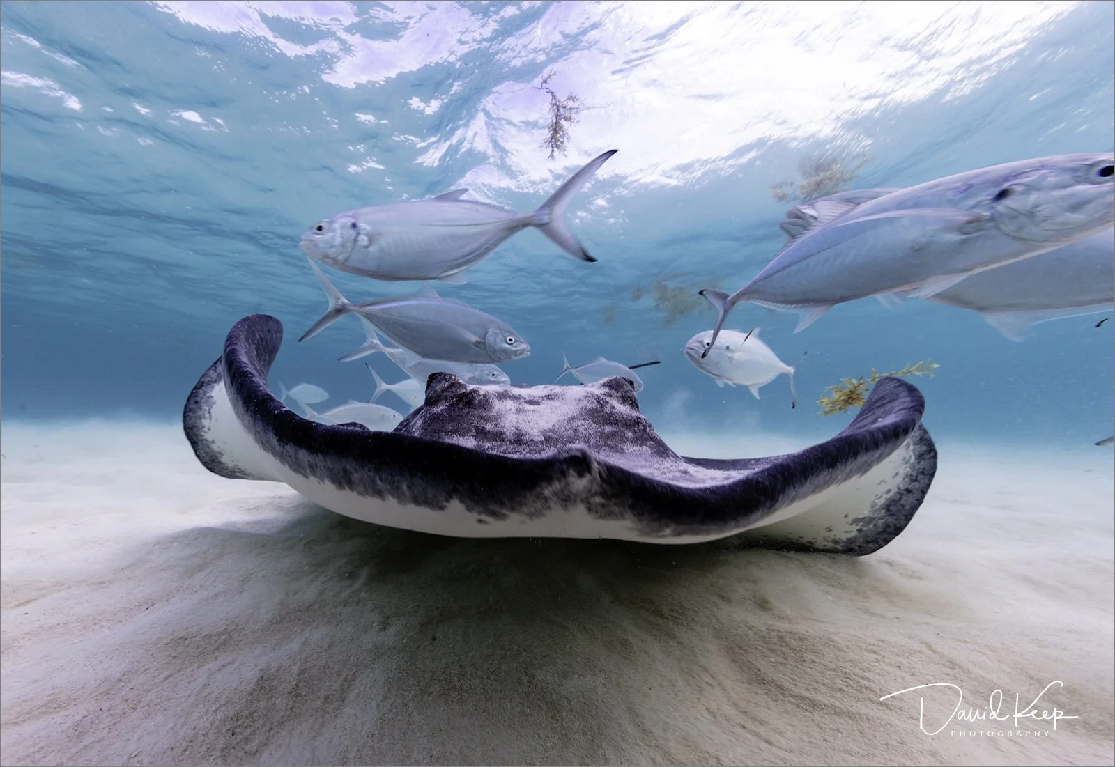 Southern Stingray
