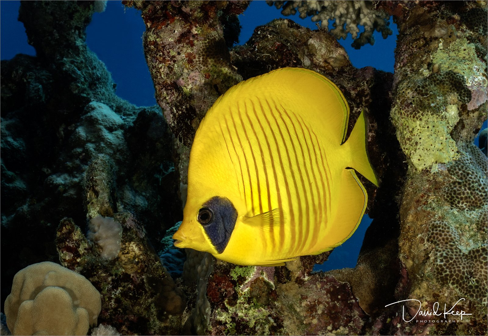 Masked Butterflyfish