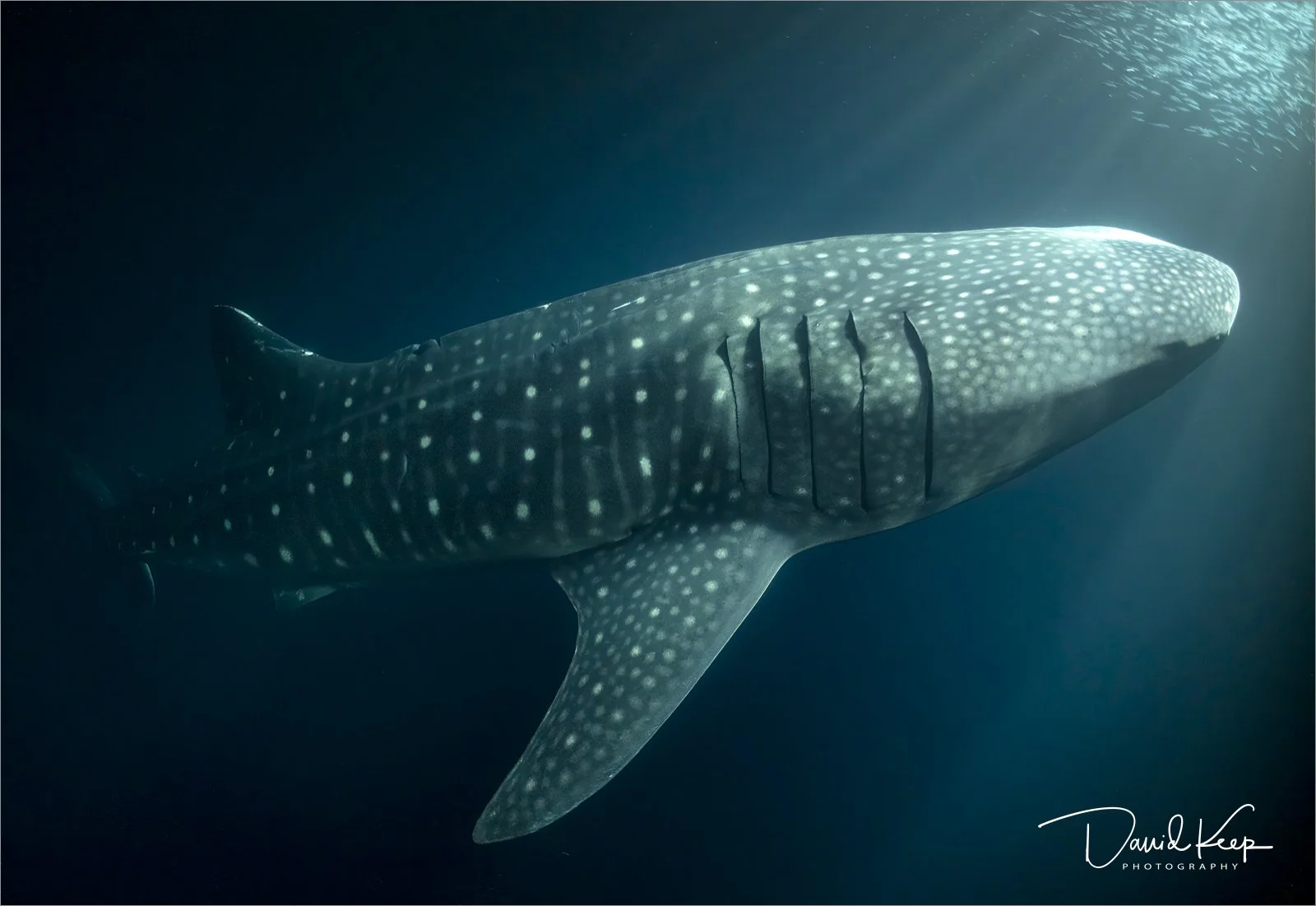 Whale Shark