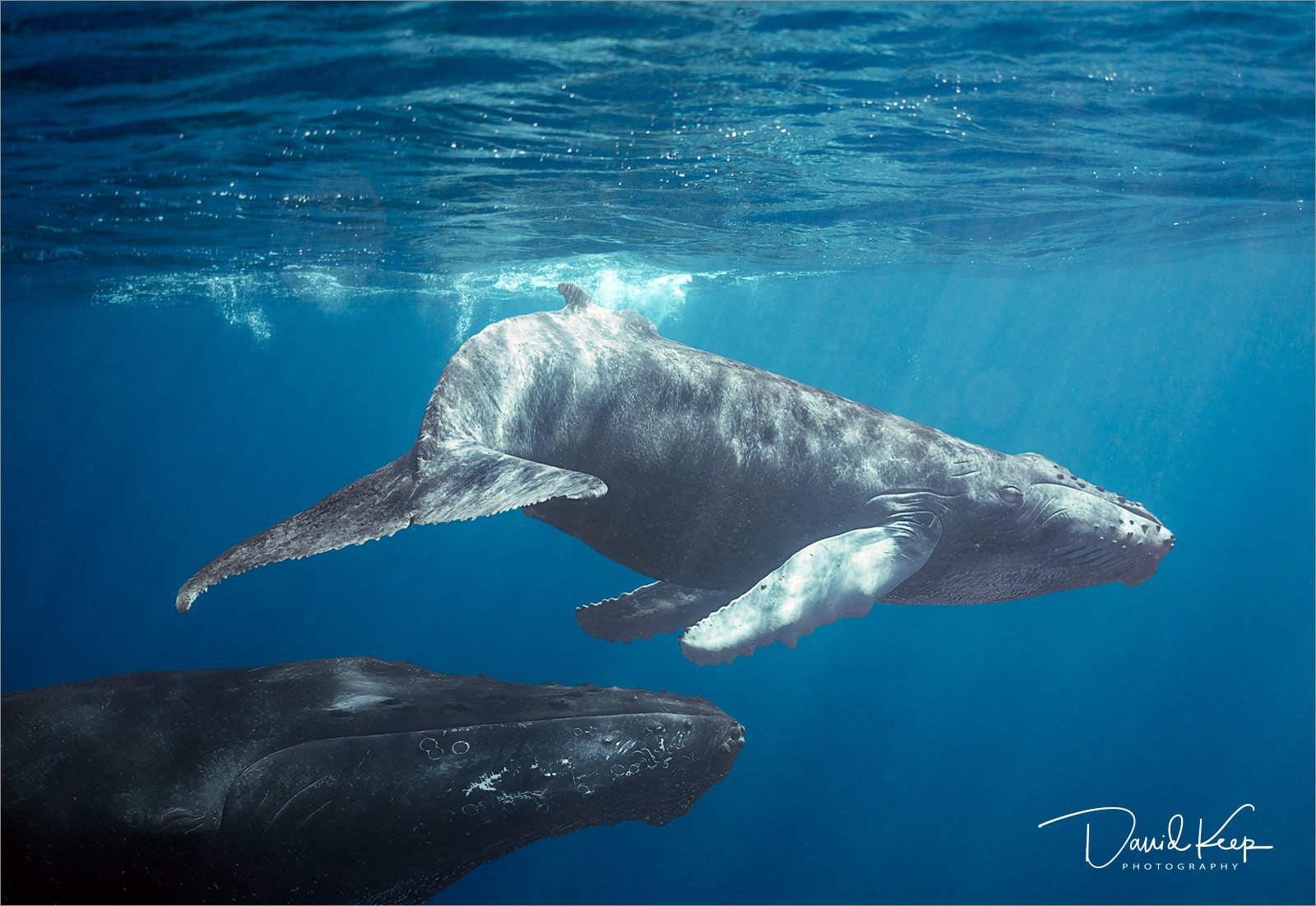 Humpback Whale & Calf