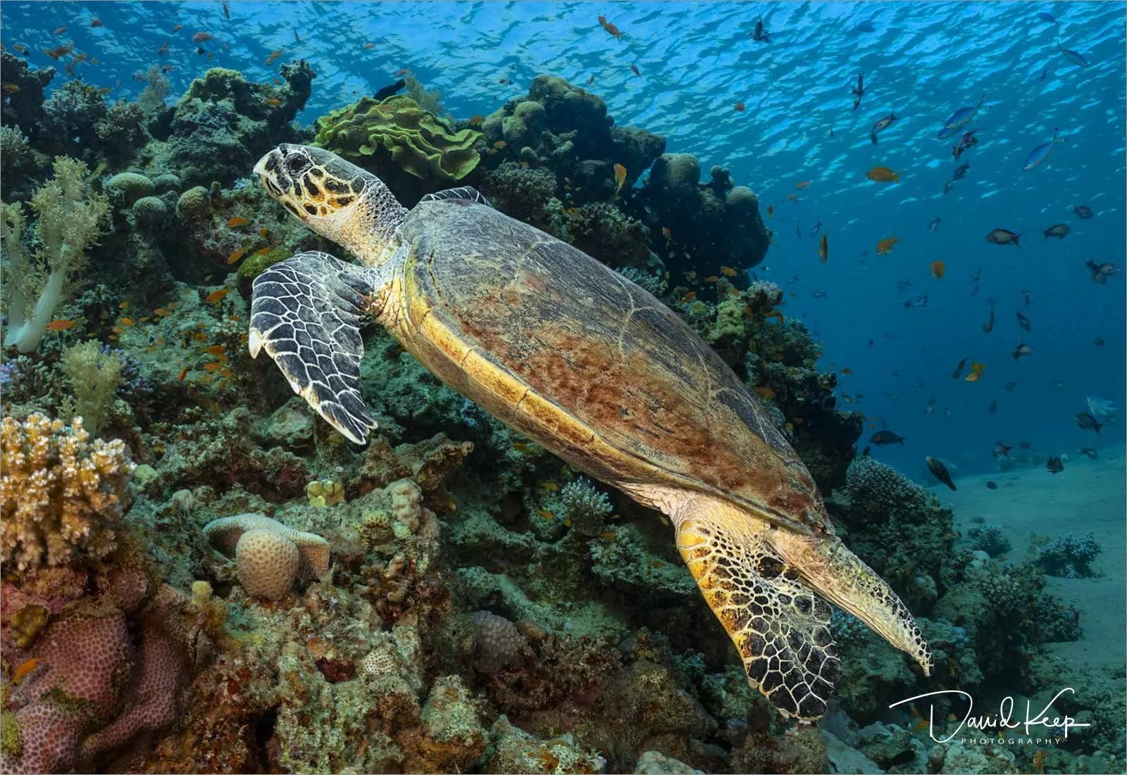 Turtle 17.jpg