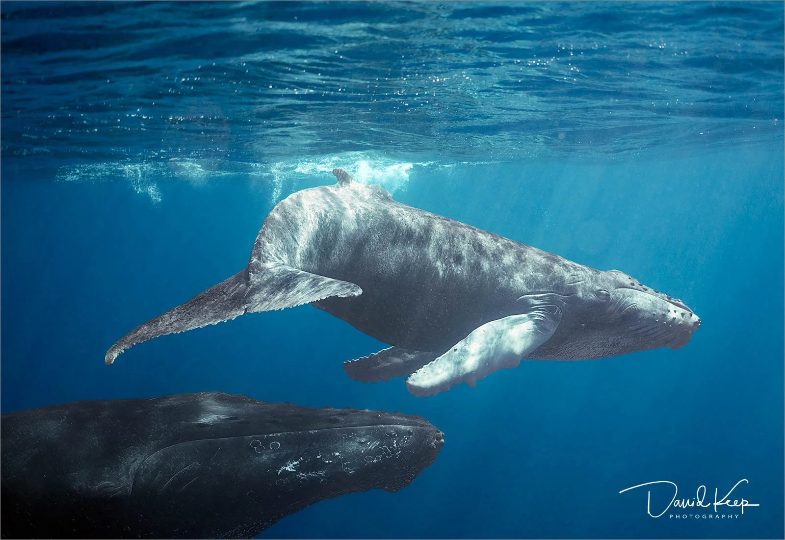 Whale 1.jpg