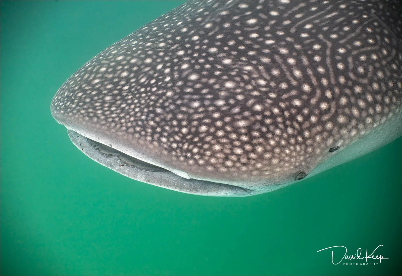 Whale Shark 3.jpg