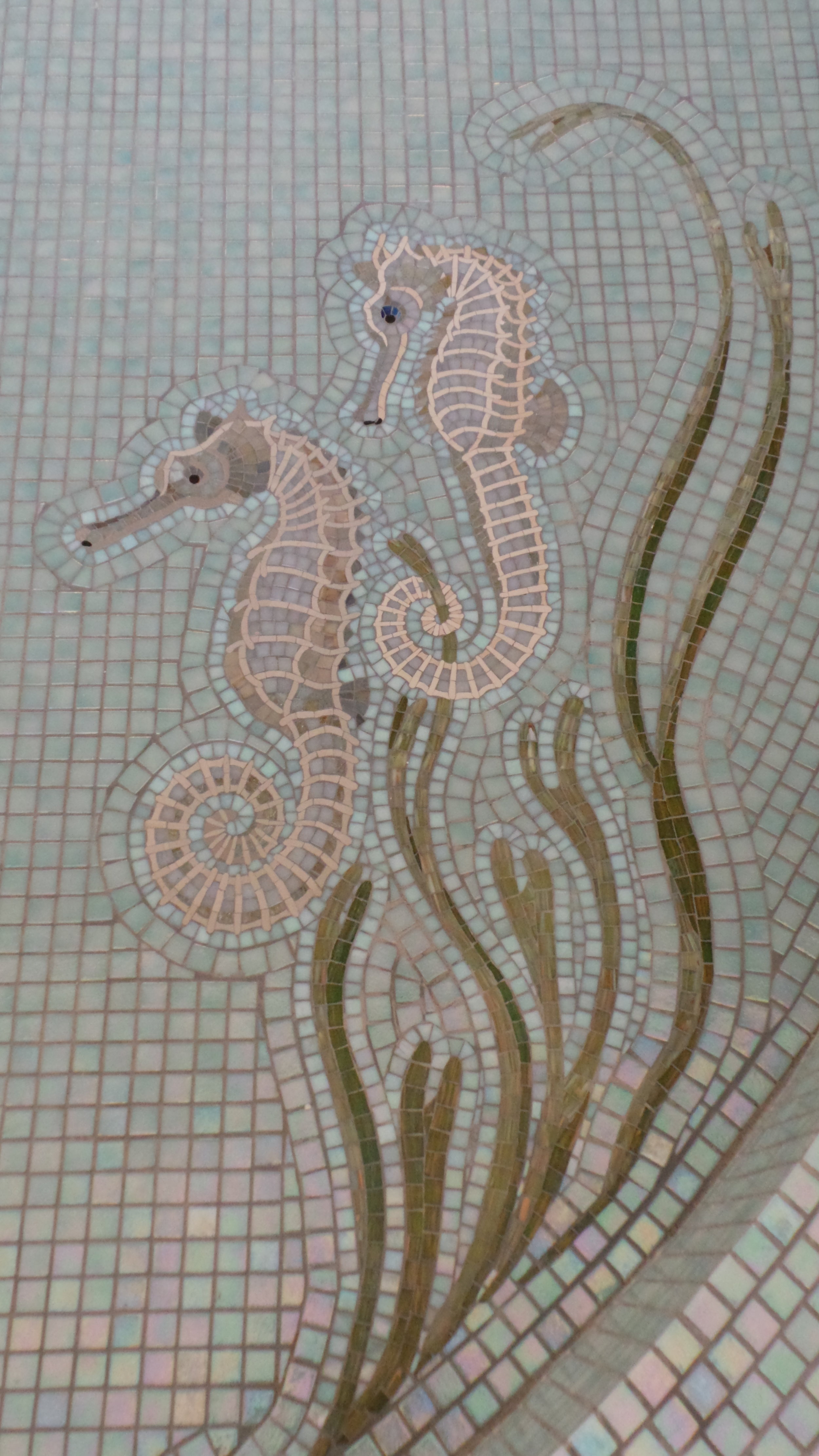  Seahorses ,Rockpool detail. 