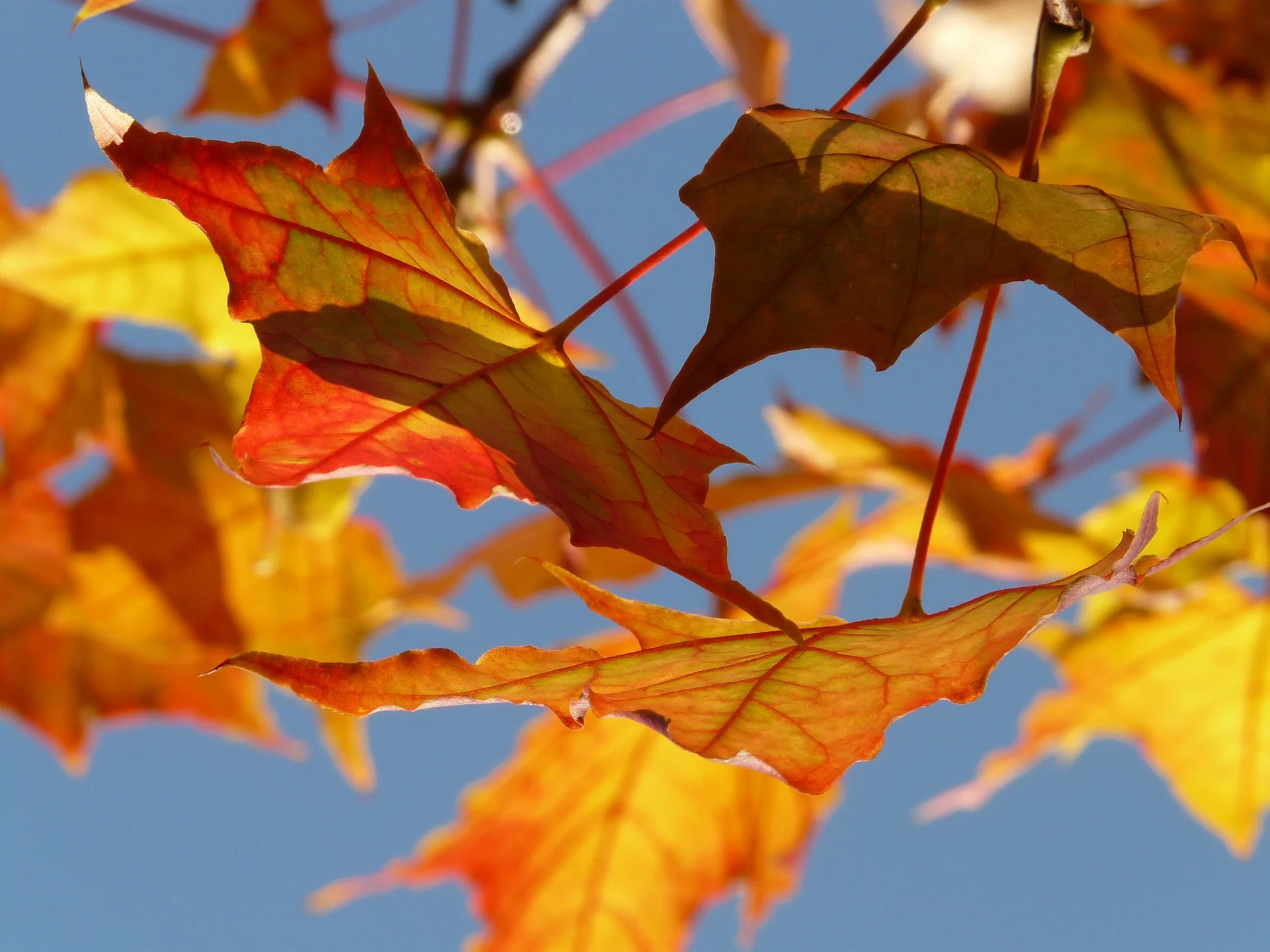 autumn-10484_1920.jpg