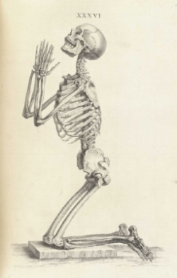 Osteographia, or The anatomy of the bones. Cheselden, William, 1688-1752.