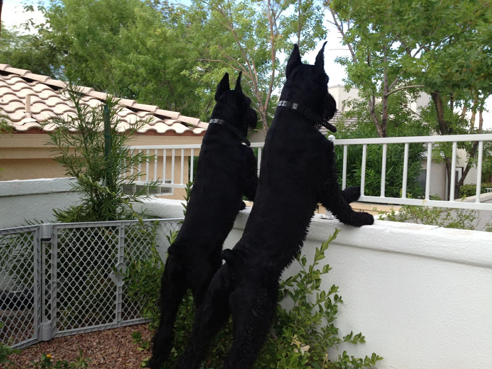 wall schnauzers web.jpg
