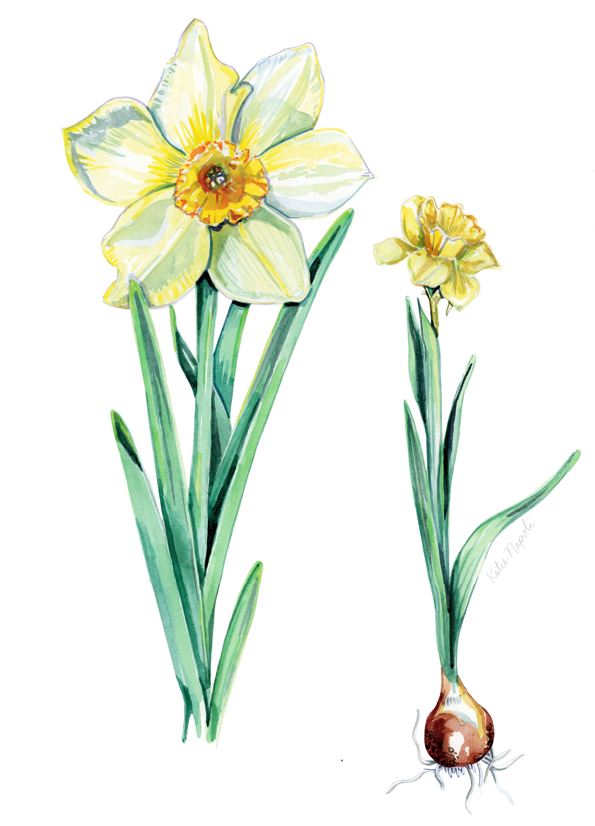 daffodil with sig.jpg