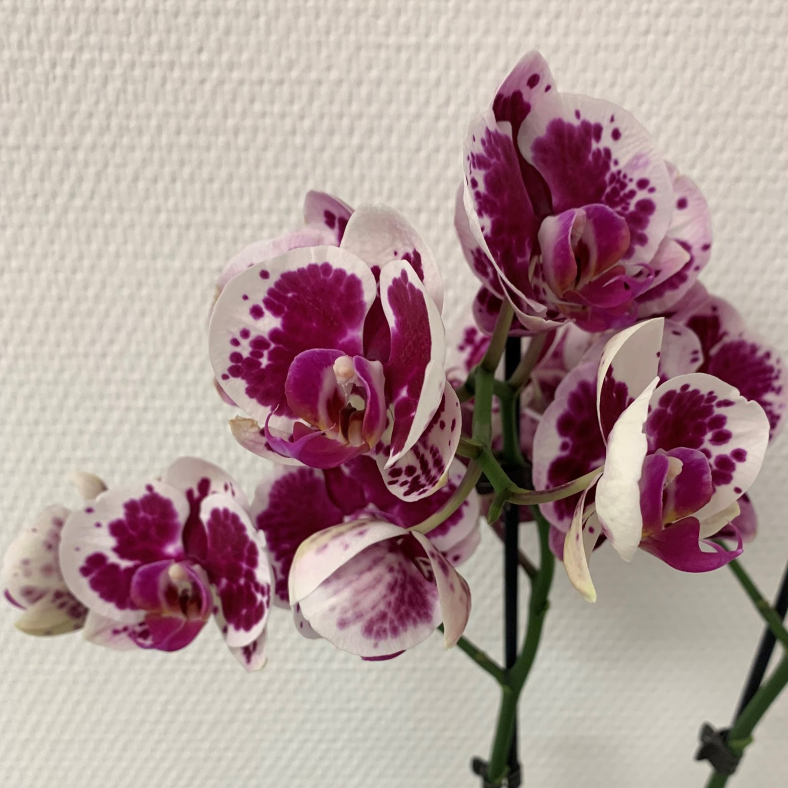 Orchidee.jpg