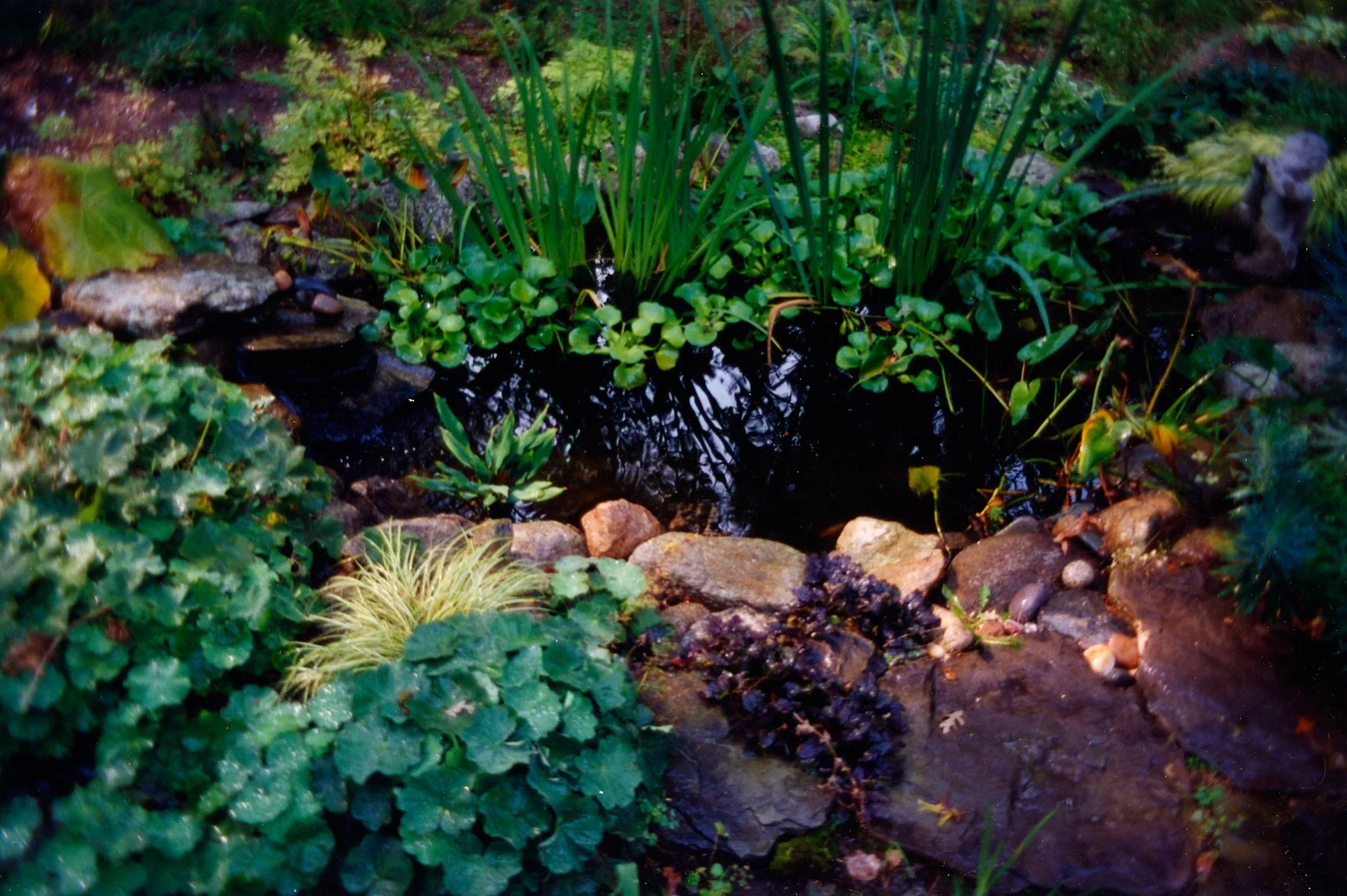drasher pond west.jpg