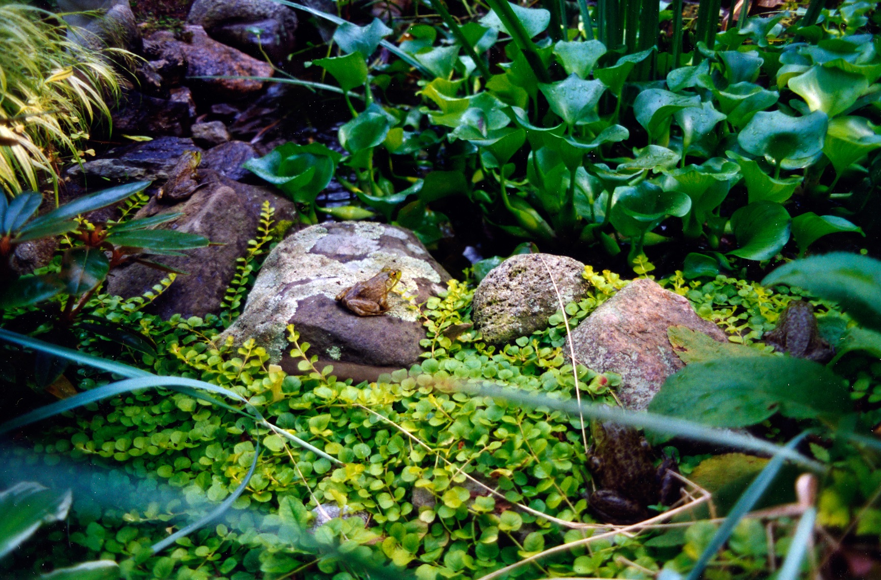 drasher pond closeup 2.jpg