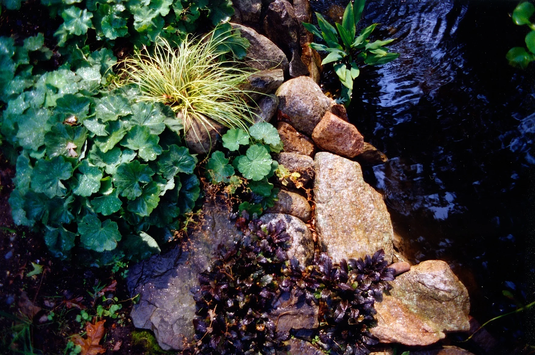 drasher pond east.jpg