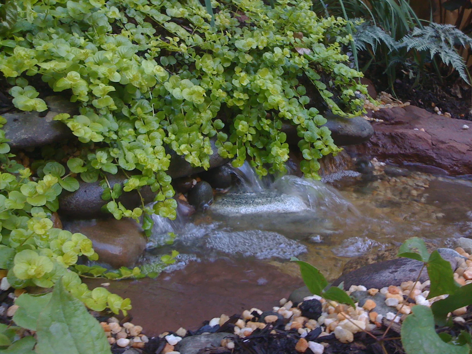 clinton fall close.JPG