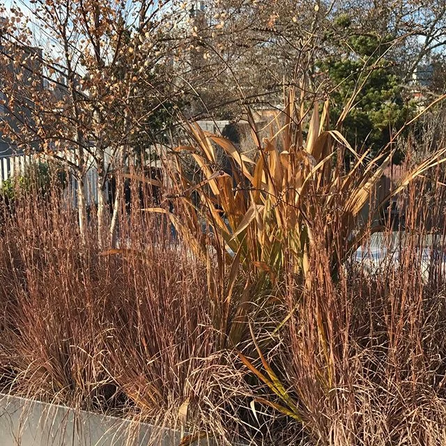 #horticulture #nycrooftop #brooklyngarden #gardendesign #schizachyriumscoparium #crocosmia