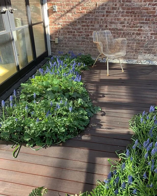 Spring in NYC #horticulture #gardendesign #brooklyngarden