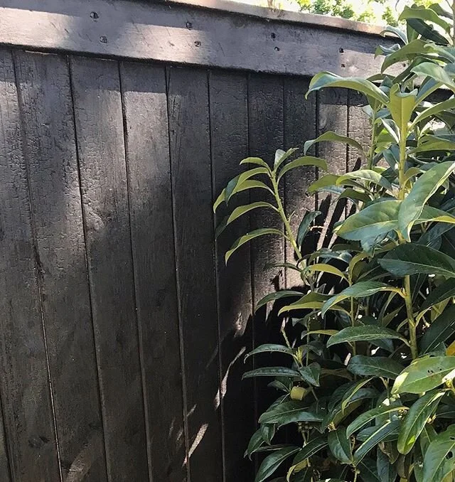 Fence done with #shosugiban #gardendesign