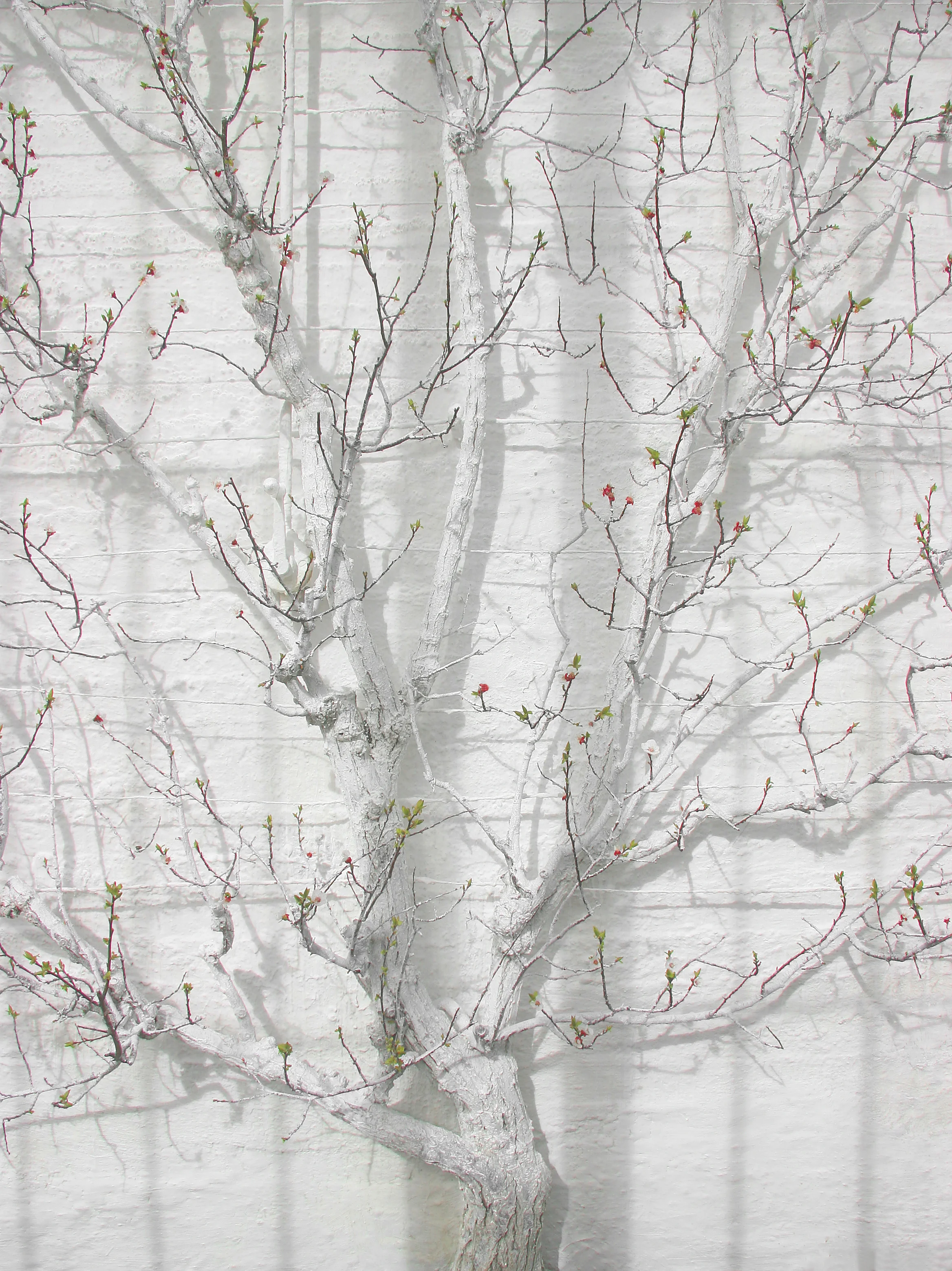 Blossom On The White-Washed Tree.jpg