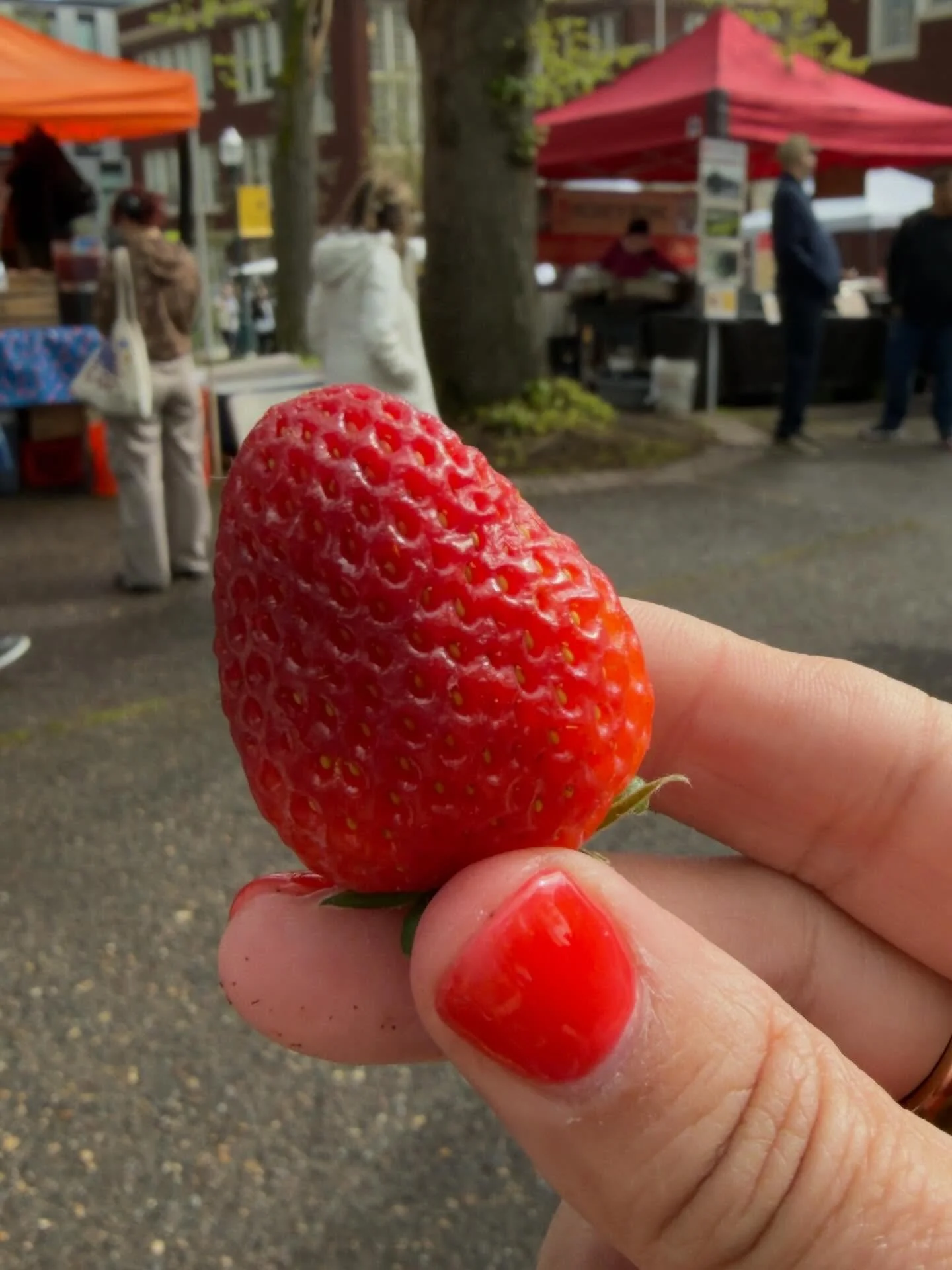 Portland Farmers Market. 🍓 

Oh happy day! 

#vestelletravel #travelwinefood #farmersmarkets