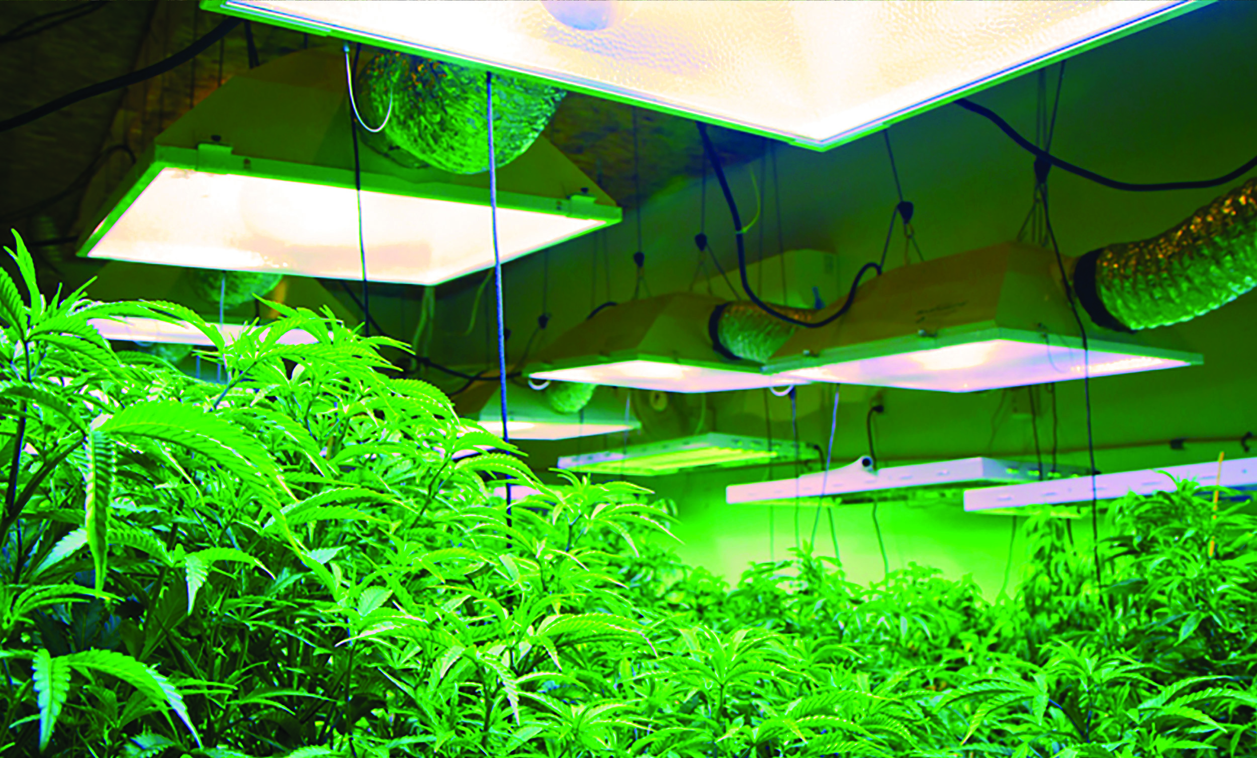 Harka Architecture_Cannabis Marijuana Grows (17).jpg